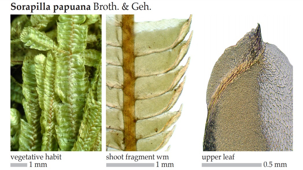 Представитель Семейства Sorapillaceae